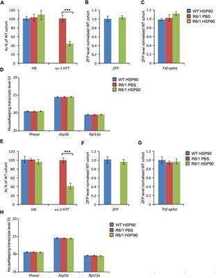 A minimal region of the HSP90AB1 promoter is suitable for ubiquitous expression in different somatic tissues with applicability for gene therapy